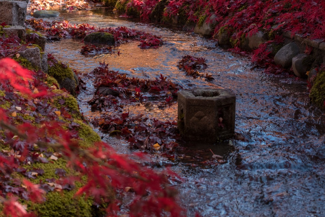 Kalita Wave vs Hario V60: Which Pour-Over Brewer is Right for You?